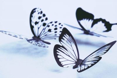 Illustartion of a purple butterfly